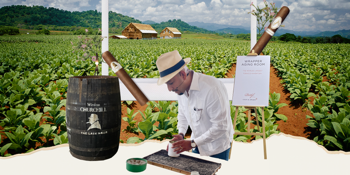 Journey from Seed to Shelf Unveiling the Magic Behind Davidoff Cigars