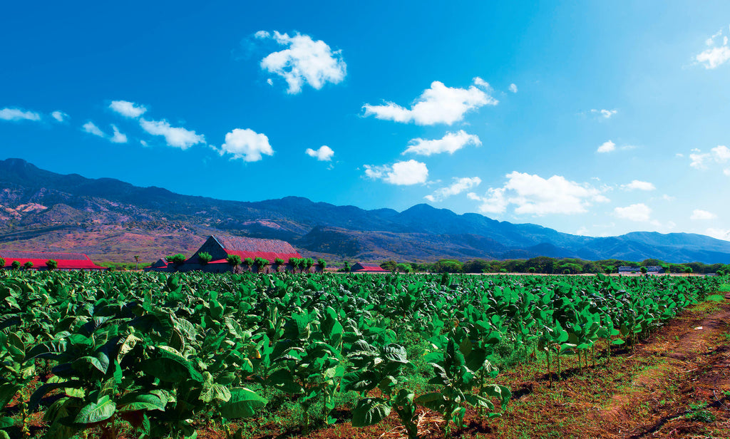  Davidoff Dominican Republic Tobacco Fields (Source: Davidoff of Geneva) 